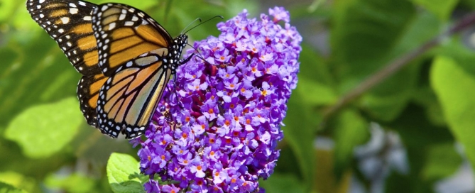 Butterfly Bush (Photo: Hicks Nurseries)