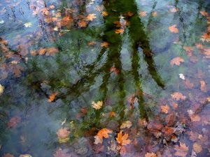 Autumn Ponds