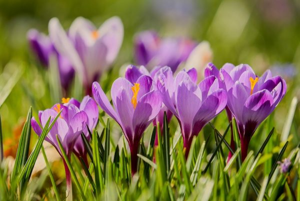 Crocus: These beauties are often the first flower you see in spring. And they return year after year.