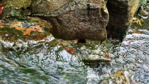Fallen Leaves Affect Pond Ecosystems 