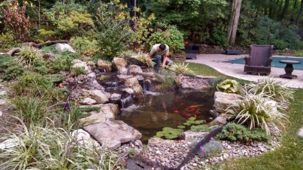 Fall Backyard Maintenance: Along with covering your swimming pool at the end of summer, it is helpful in due course to put up pond netting to collect foliage debris; nets also offer an extra layer of safety for your pond fish by protecting them from birds and other animals.