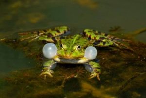 Frogs Are Beneficial Wildlife