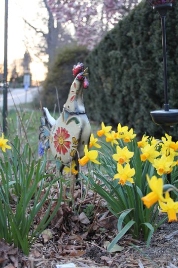 Ms. Vultaggio’s Spring Garden:   ‘Tete a tete’ daffodils brighten the horticulturist’s spring yard. 