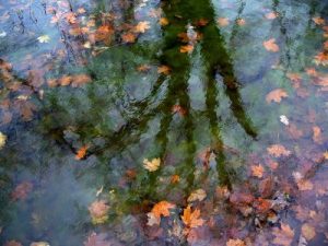 Ponds in Autumn