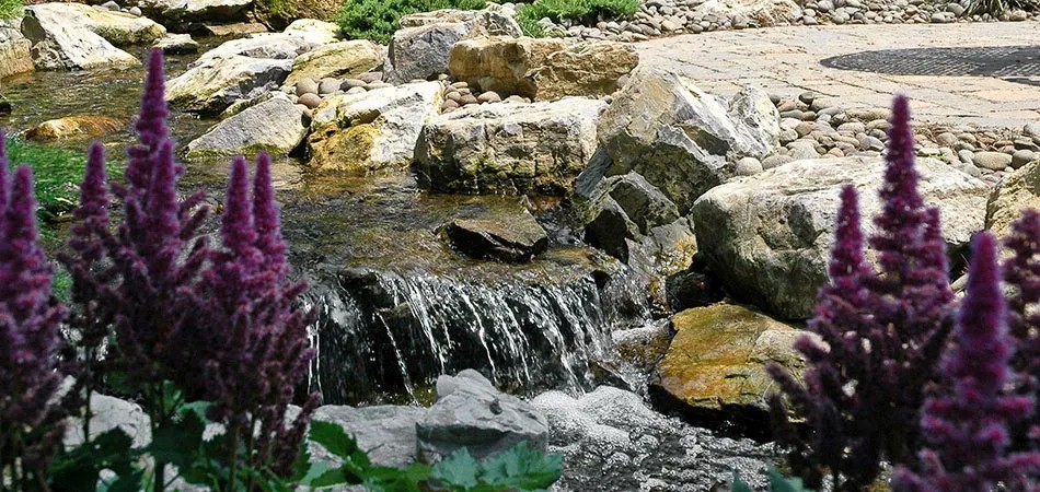 Stream cascade over mossy boulders with purple astilbe in the foreground