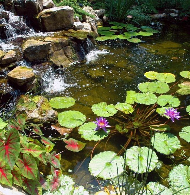 “Water lilies are very popular aquatic plants for backyard ponds. They not only offer vibrant color but they offer shade for pond fish and contribute in a positive way to an overall healthy eco-system,” says Dave Stockwell.