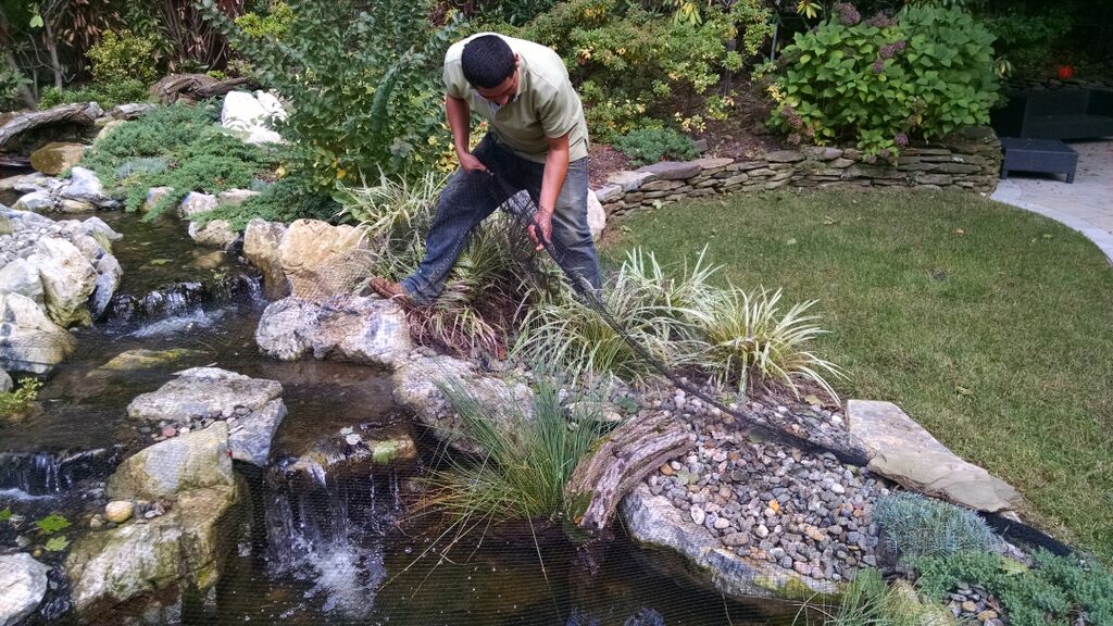 Pond Maintenance: