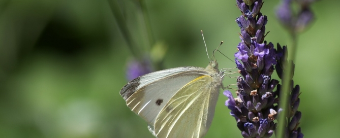 Lavender and Butterflies:
