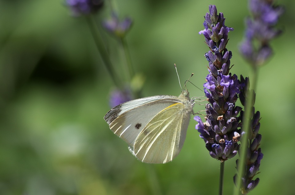 Lavender and Butterflies: 