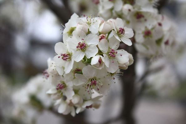Cleveland Select Pear Tree in Spring: