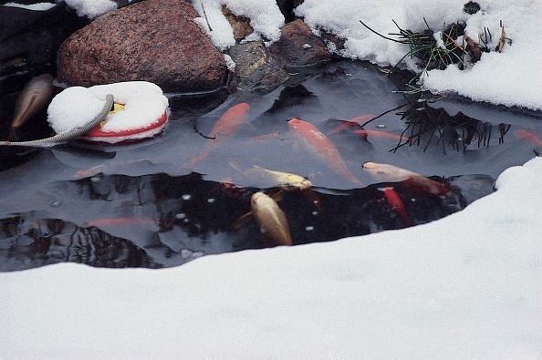 Contented Pond Fish in Winter: (Photo/Aquascapes Inc)