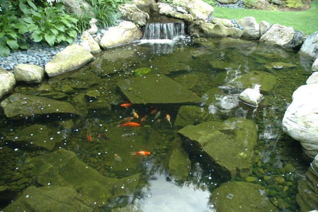 Waterfall-Fed Koi Pond: 