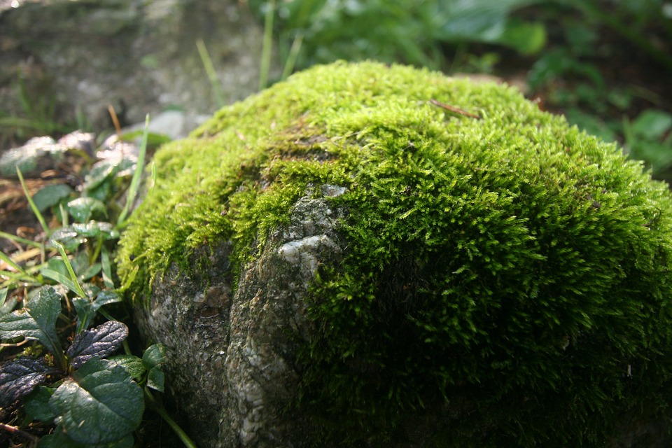 Natural Landscaping Design: Why You Need Moss Rock – The Deck and