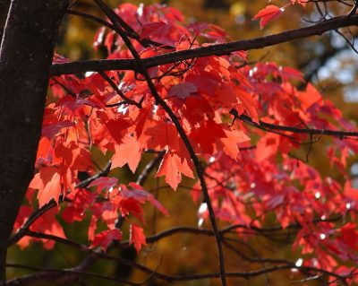 Red Maple in Fall: (Photo With Permission © by Jeff Dean)