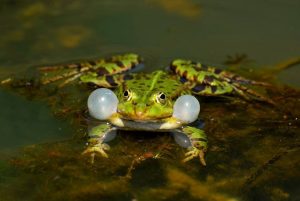 Frogs are beneficial for a chemical-free environment
