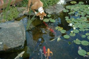 Koi is a healthy part of this pond's natural ecosystem