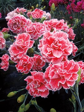 Dianthus 'Coral Reef' from ILoveHostas.net