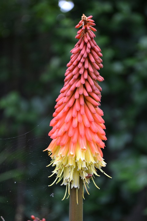 Kniphofia Redhot Popsicle 