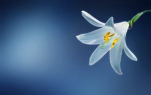 Candidum Lily Blooms in Spring