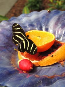 Butterflies Love Oranges