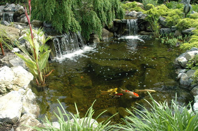 Aquatic Plants and Pond Landscaping (Long Island/NY):