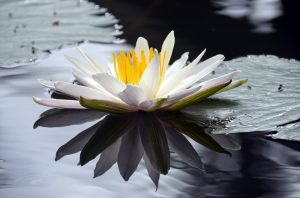 Beautiful Lotus aquatic plant