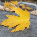 Choosing the right Maple