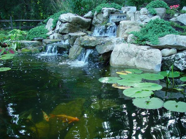 Caring for Pond Lilies in Fall: