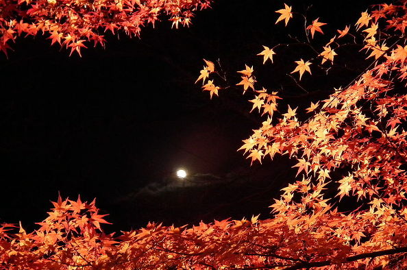 Japanese Maple (Photo With Permission: Wikipedia 松岡明芳):
