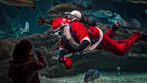 The Gift of Snorkeling: