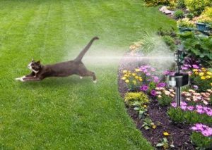 Motion-Activated Sprinklers