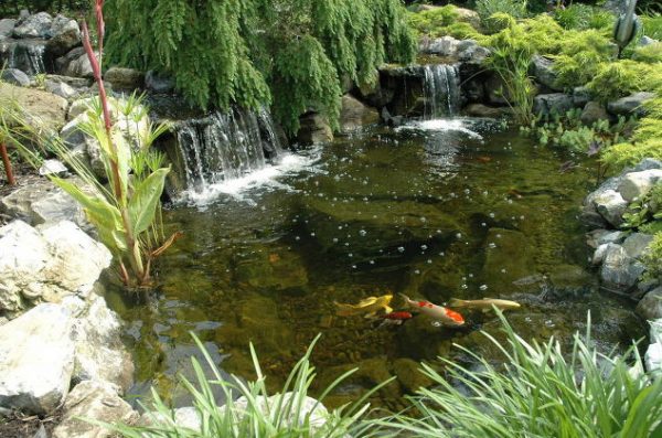 Aquatic Plants and Pond Landscaping
