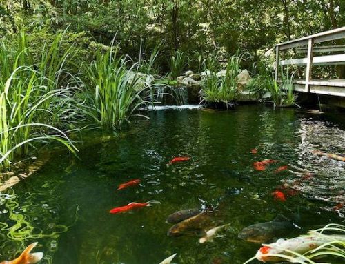 How Can I Keep My Pond Fish Safe from Predators?