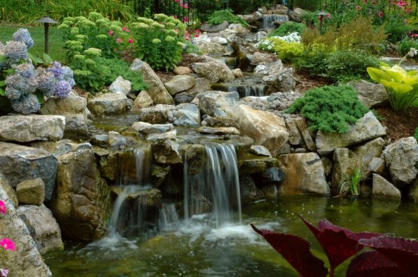 Backyard Stream and Pond (Long Island/NY):