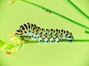 Creating Safe Habitats for Caterpillars