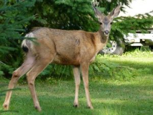 Deer-Proofing Your Garden 