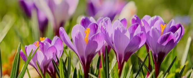 Crocus: These delightful plants are often the first flower you see in spring. And they return year after year.  