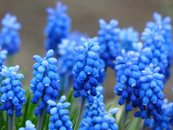 Grape Hyacinth: “We often use these beauties to make lovely edging to other spring flowers,” says Dave. 