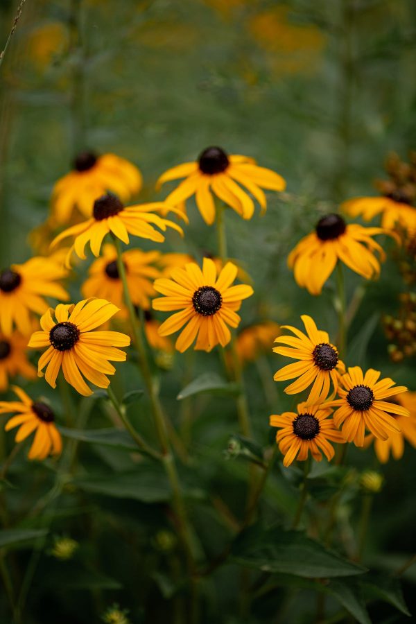 Close Up of Coneflowers
